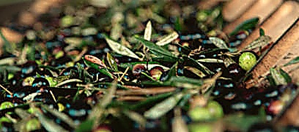 Cultivar — Picholine varietal