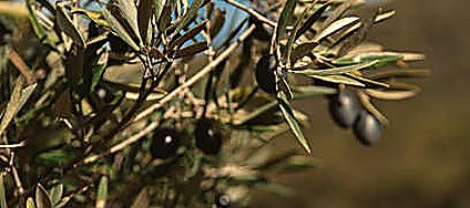 Cultivar