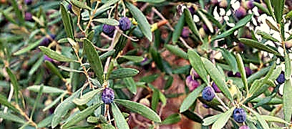 Cultivar