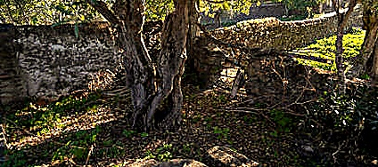 Cultivar