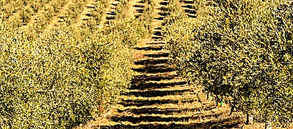Cultivar — Pairing perfect