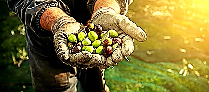 Harvest Date