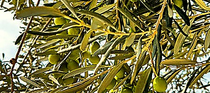 Harvest Date
