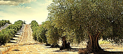 Harvest Date