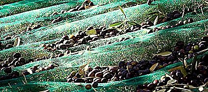 Polyphenols — Health compounds