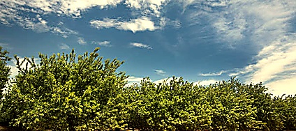 Traceability — Terroir expression