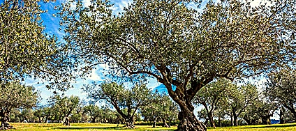 Traceability — Full provenance